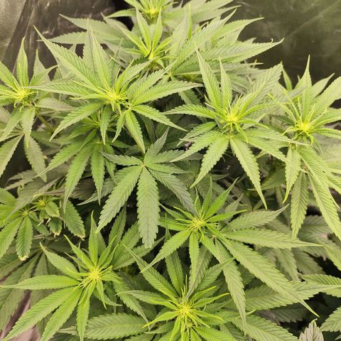 Master Kush growlog timeline photo