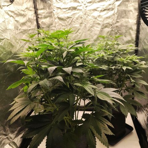 Master Kush growlog timeline photo