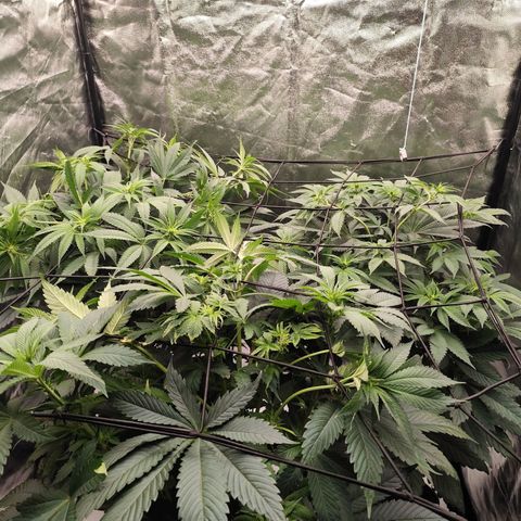 Master Kush growlog timeline photo