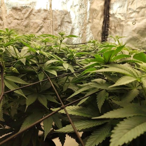 Master Kush growlog timeline photo