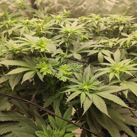 Master Kush growlog timeline photo
