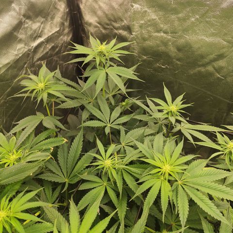 Master Kush growlog timeline photo
