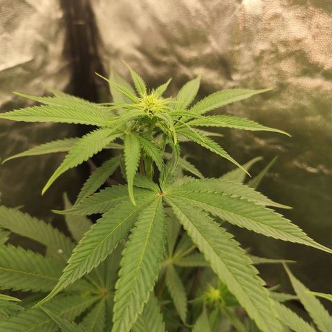 Master Kush growlog timeline photo