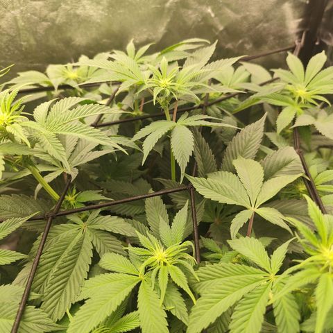 Master Kush growlog timeline photo