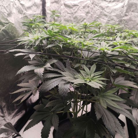 Master Kush growlog timeline photo