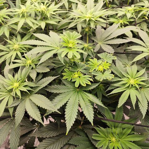 Master Kush growlog timeline photo