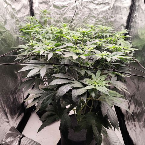 Master Kush growlog timeline photo