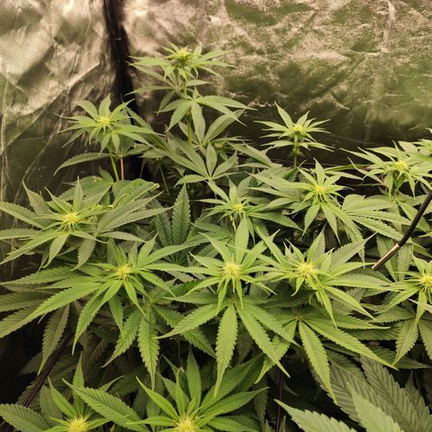 Master Kush growlog timeline photo
