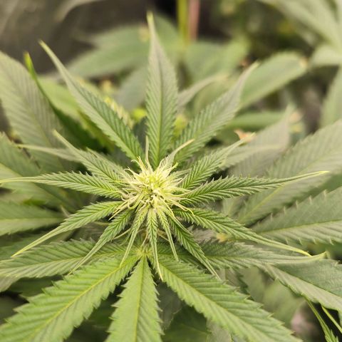 Master Kush growlog timeline photo