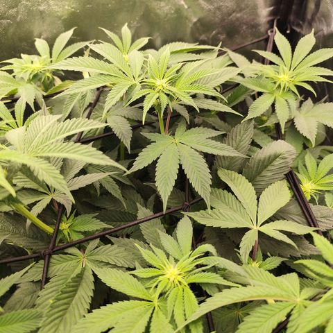 Master Kush growlog timeline photo