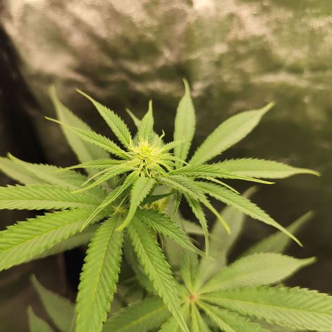 Master Kush growlog timeline photo