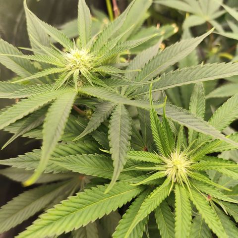 Master Kush growlog timeline photo