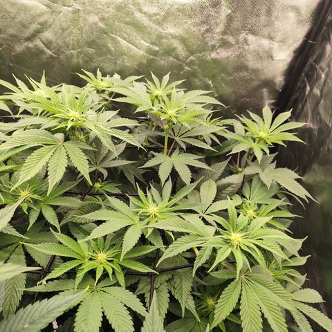 Master Kush growlog timeline photo