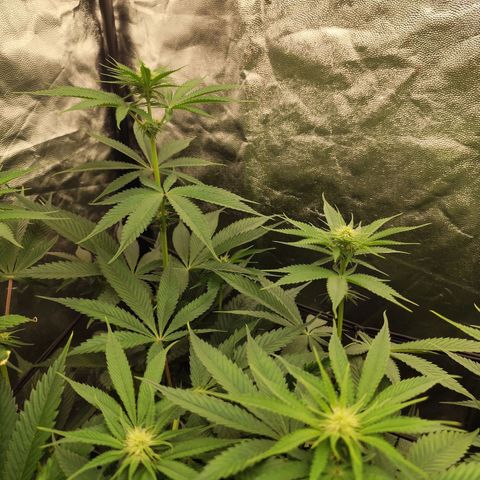 Master Kush growlog timeline photo