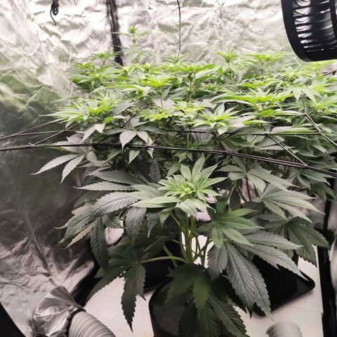 Master Kush growlog timeline photo