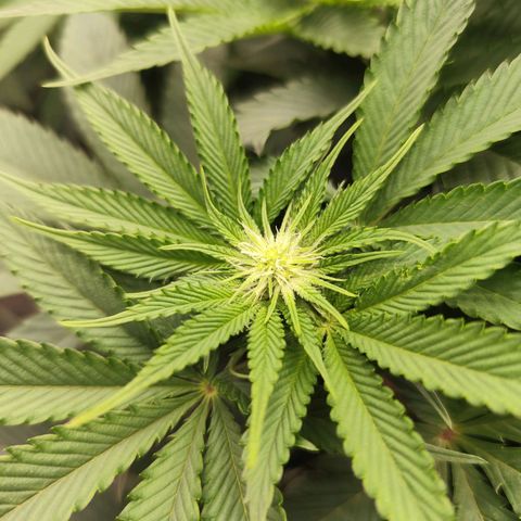 Master Kush growlog timeline photo