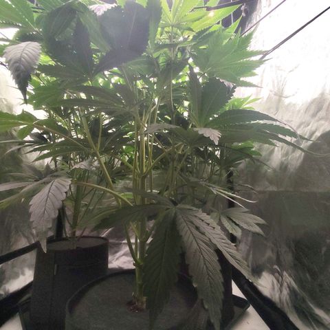 Master Kush growlog timeline photo