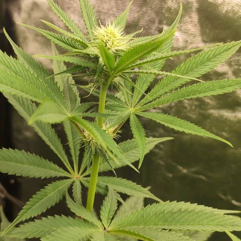 Master Kush growlog timeline photo