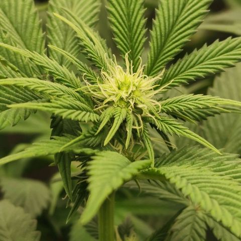 Master Kush growlog timeline photo