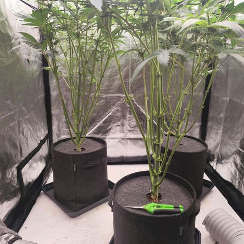 Master Kush growlog timeline photo