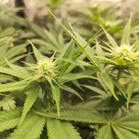 Master Kush growlog timeline photo