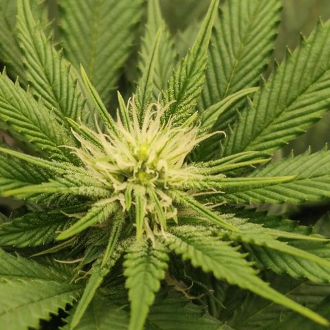 Master Kush growlog timeline photo