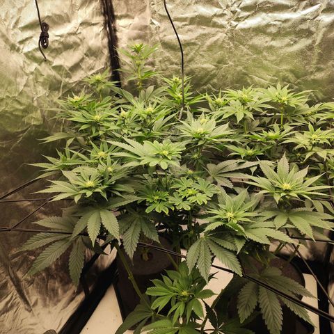 Master Kush growlog timeline photo