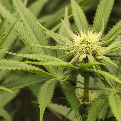 Master Kush growlog timeline photo