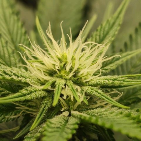 Master Kush growlog timeline photo