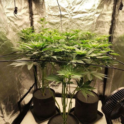 Master Kush growlog timeline photo