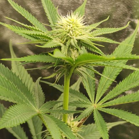 Master Kush growlog timeline photo
