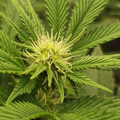 Master Kush growlog timeline photo