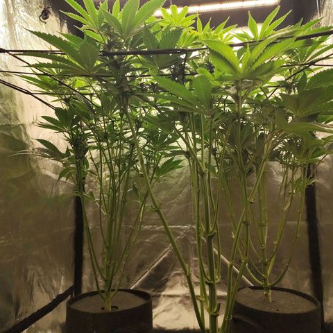 Master Kush growlog timeline photo