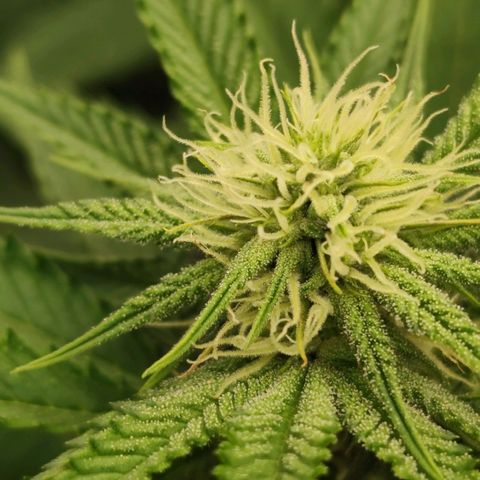 Master Kush growlog timeline photo