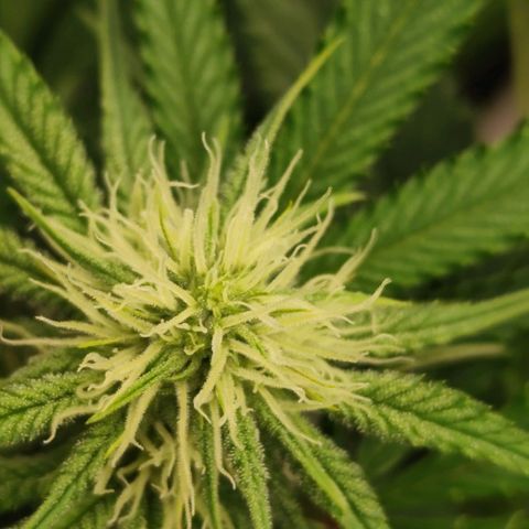 Master Kush growlog timeline photo