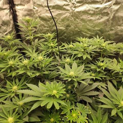 Master Kush growlog timeline photo