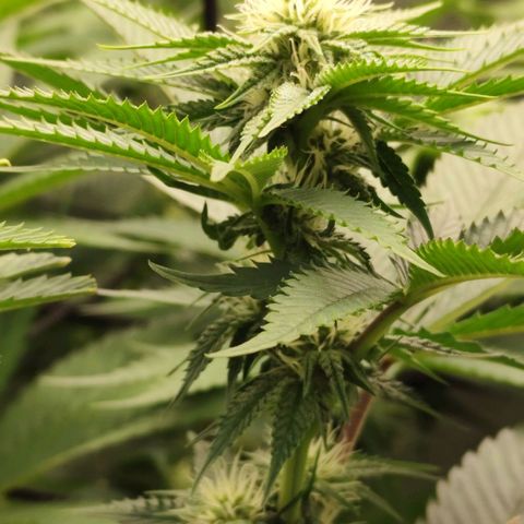 Master Kush growlog timeline photo