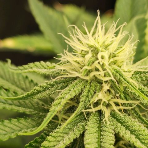 Master Kush growlog timeline photo