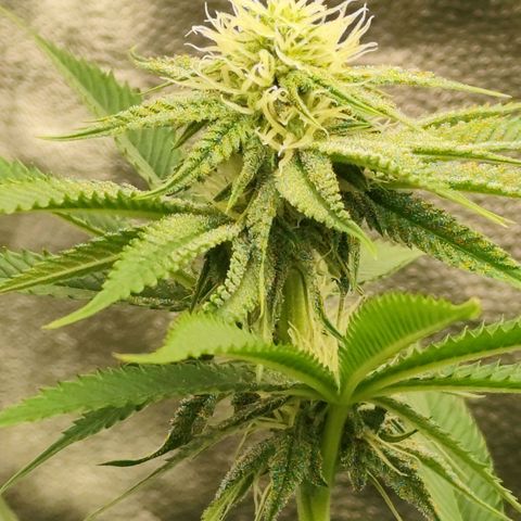 Master Kush growlog timeline photo