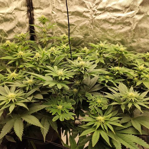 Master Kush growlog timeline photo