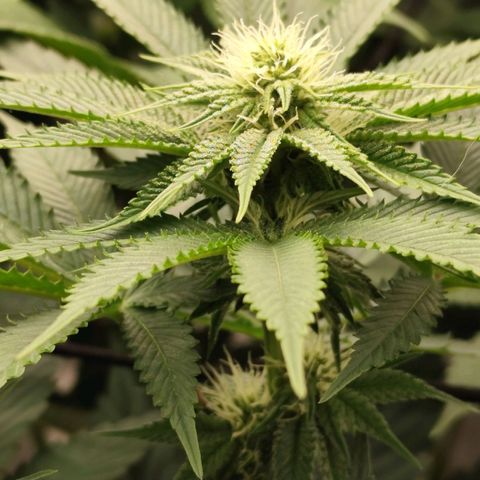 Master Kush growlog timeline photo