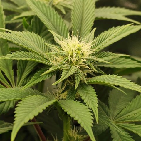 Master Kush growlog timeline photo