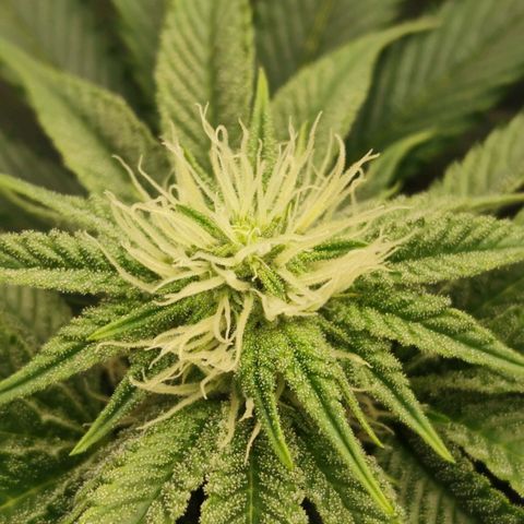 Master Kush growlog timeline photo