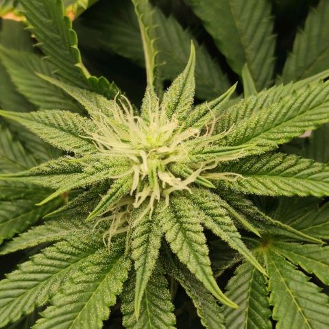 Master Kush growlog timeline photo
