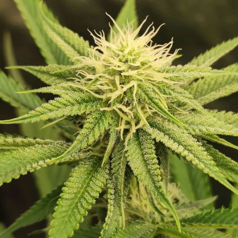Master Kush growlog timeline photo