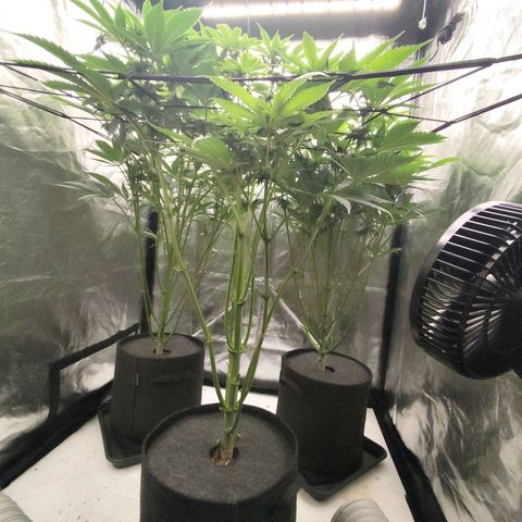 Master Kush growlog timeline photo