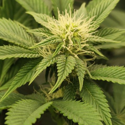 Master Kush growlog timeline photo