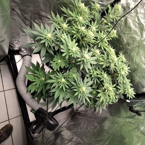 Master Kush growlog timeline photo
