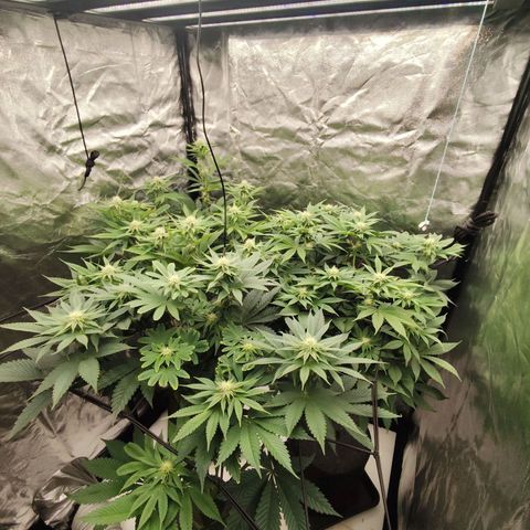 Master Kush growlog timeline photo