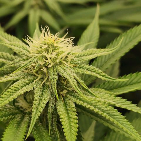 Master Kush growlog timeline photo